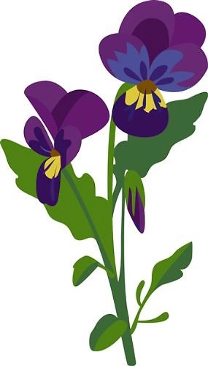 Sweet Violets