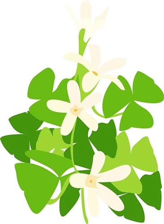 Shamrock