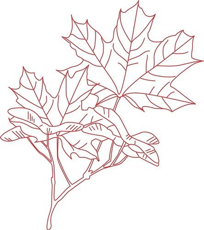Maple Redwork