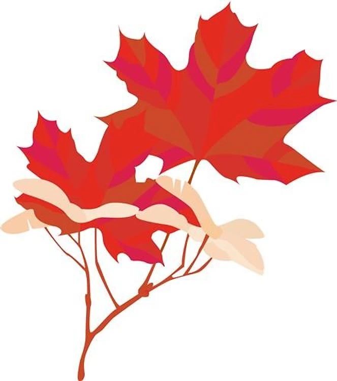 Autumn Maple Leaf
