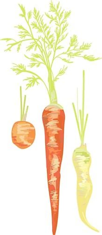 Carrots Veggies