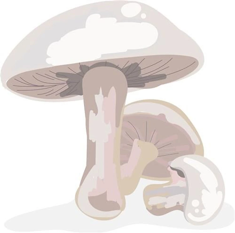 Mushroom Toadstool