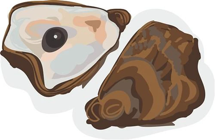 Oyster Shellfish