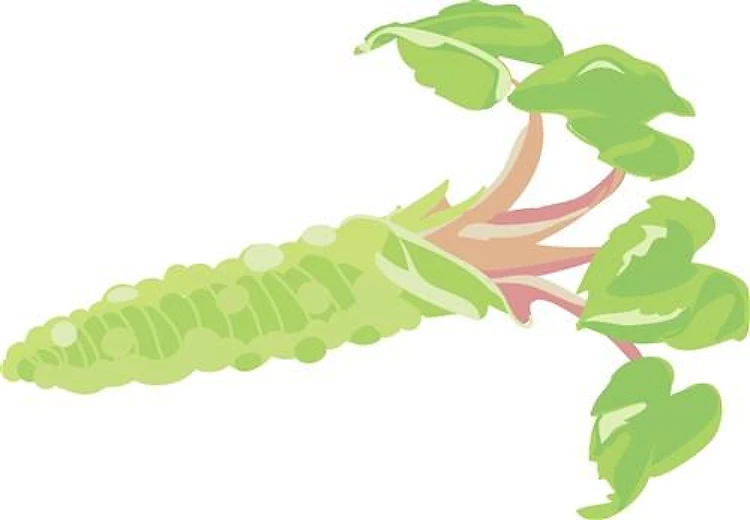 Wasabi Plant
