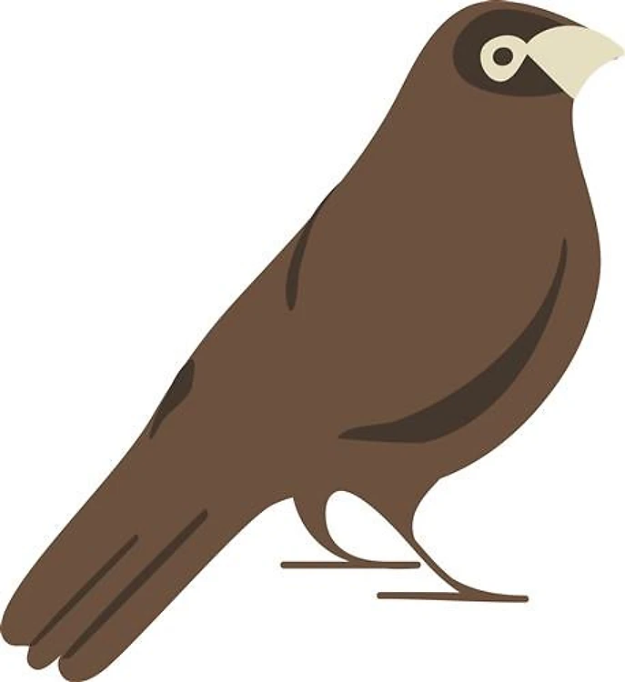 Bird Hobby