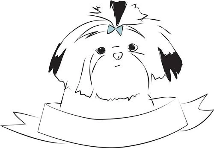Cute Shih Tzu