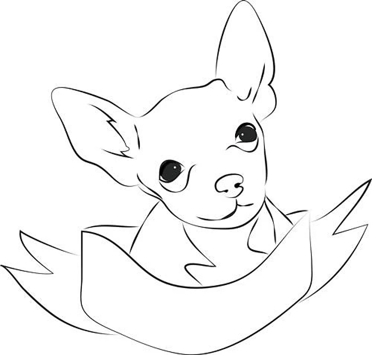 Cute Chihuahua