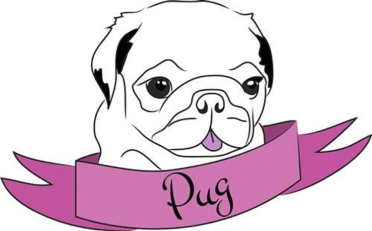 Cute Pug