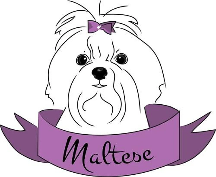 Maltese