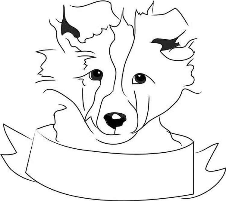 Sheepdog Head
