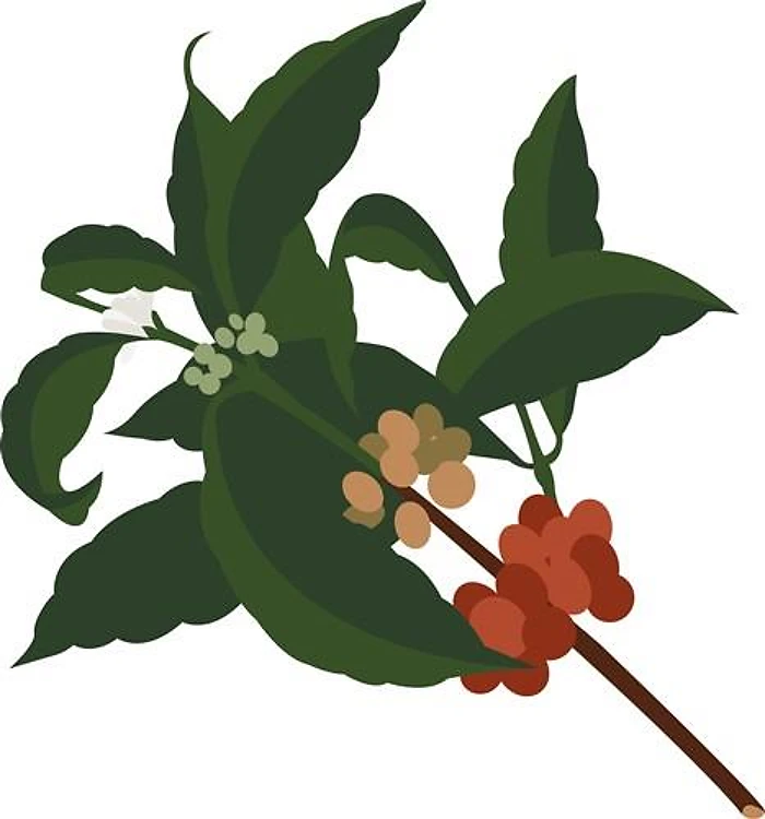 Coffee Plant