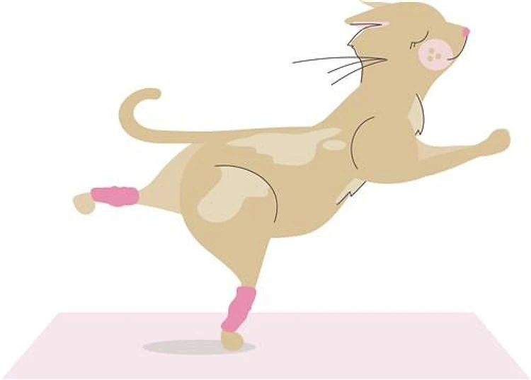 Yoga Cat