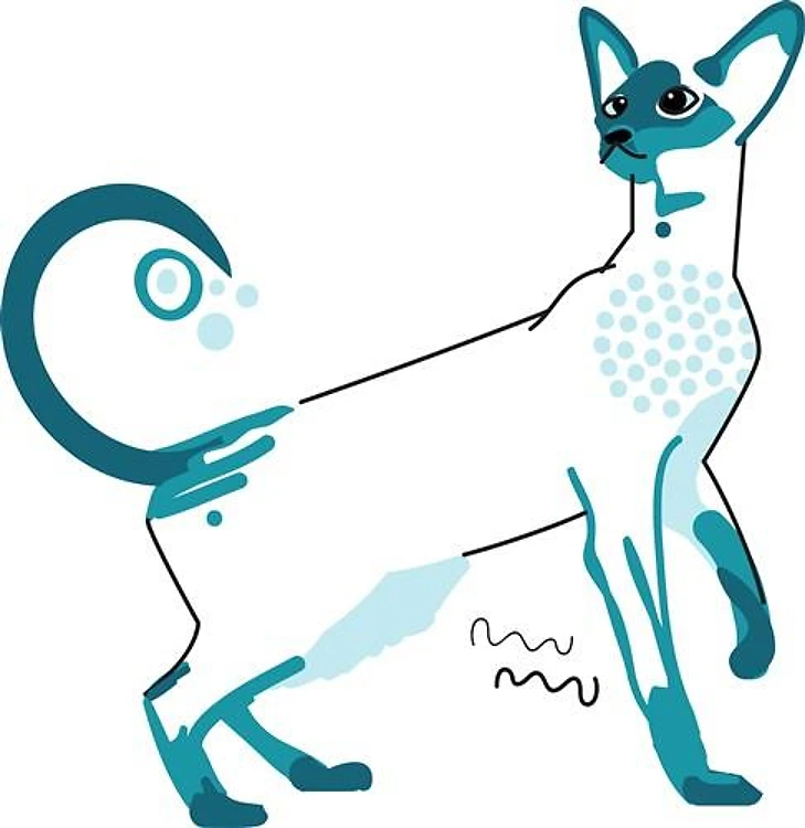 Siamese Cat