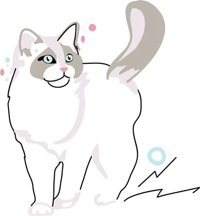 Ragdoll Cat