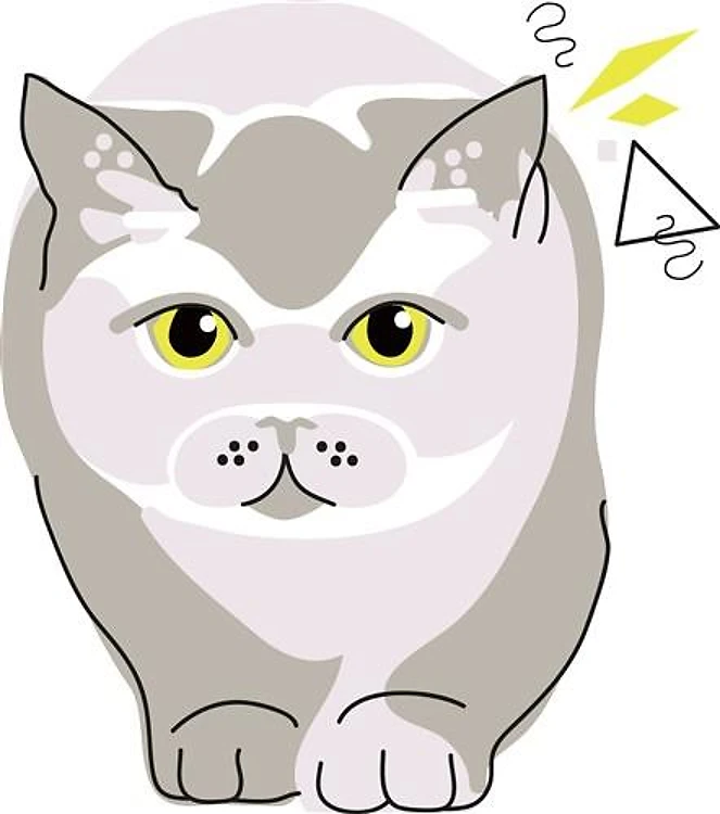British Shorthair Cat