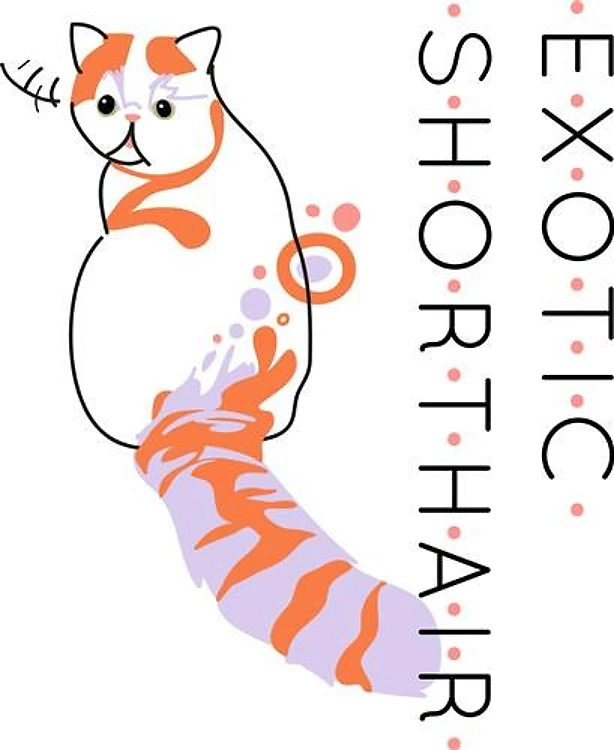 Exotic Shorthair