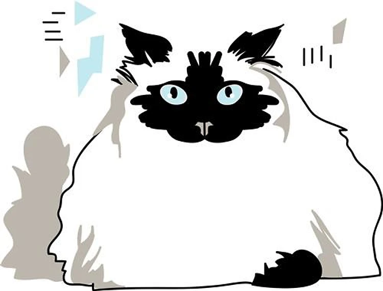 Himalayan Cat