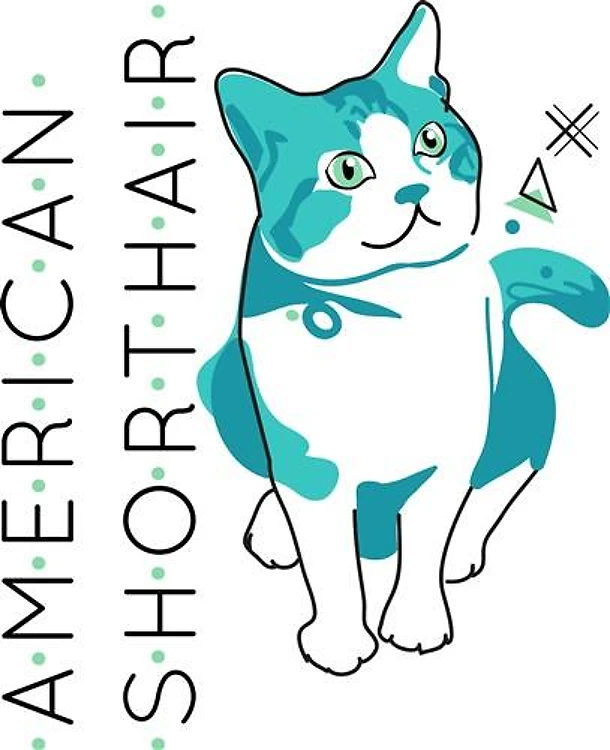 American Shorthair