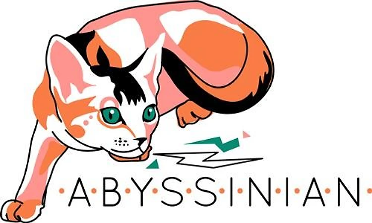 Abyssinian
