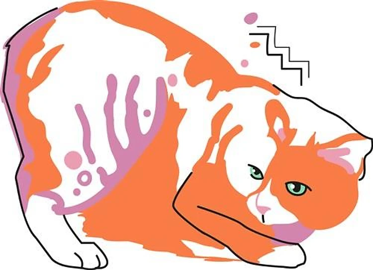 Manx Cat