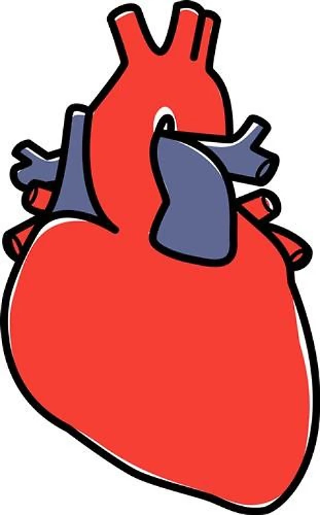 Anatomical Heart