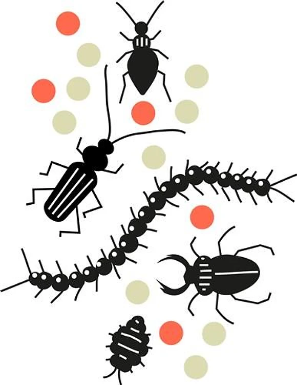 Bugs