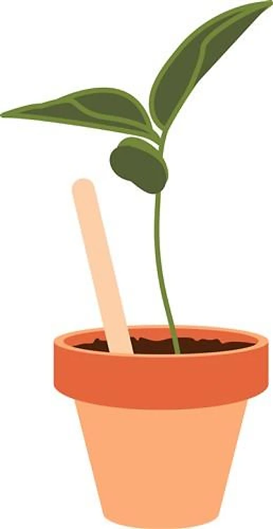 Bean Plant