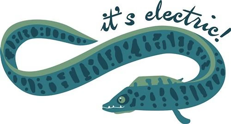 Its Electric Eel