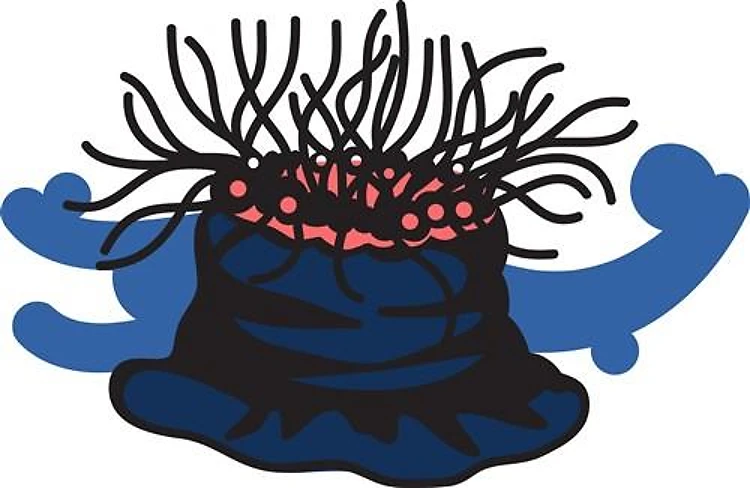 Sea Anemone