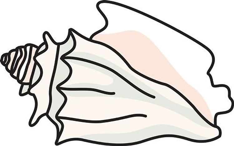 Conch Shell