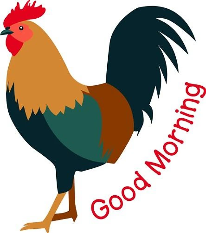 Good Morning Rooster