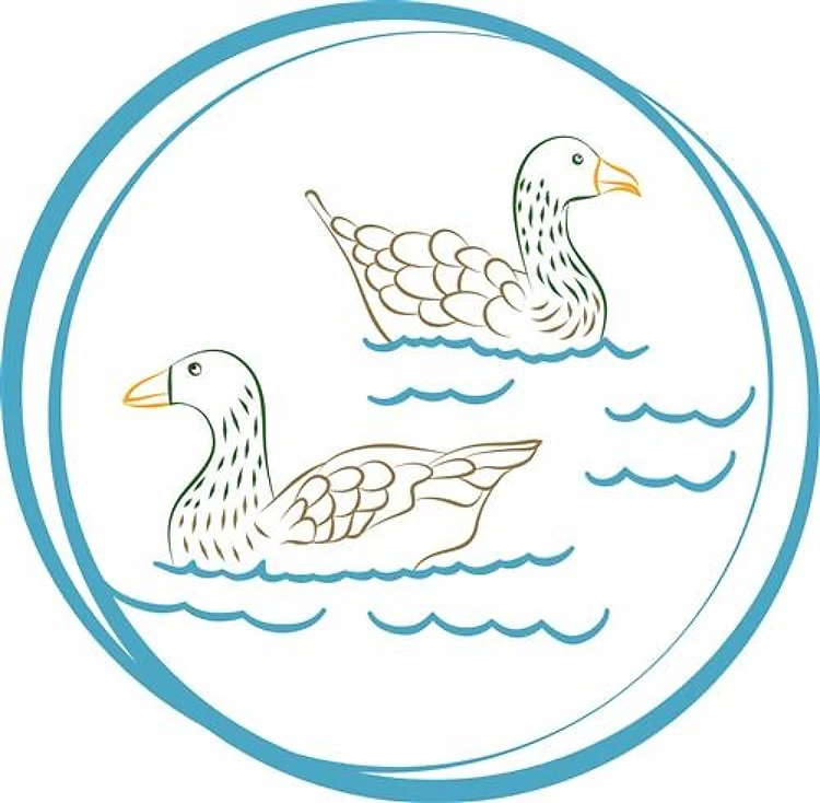 Ducks In Water