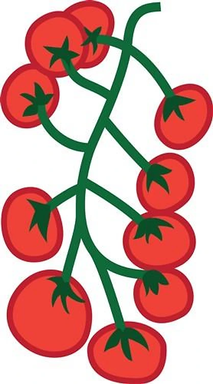 Tomatoes On Vine