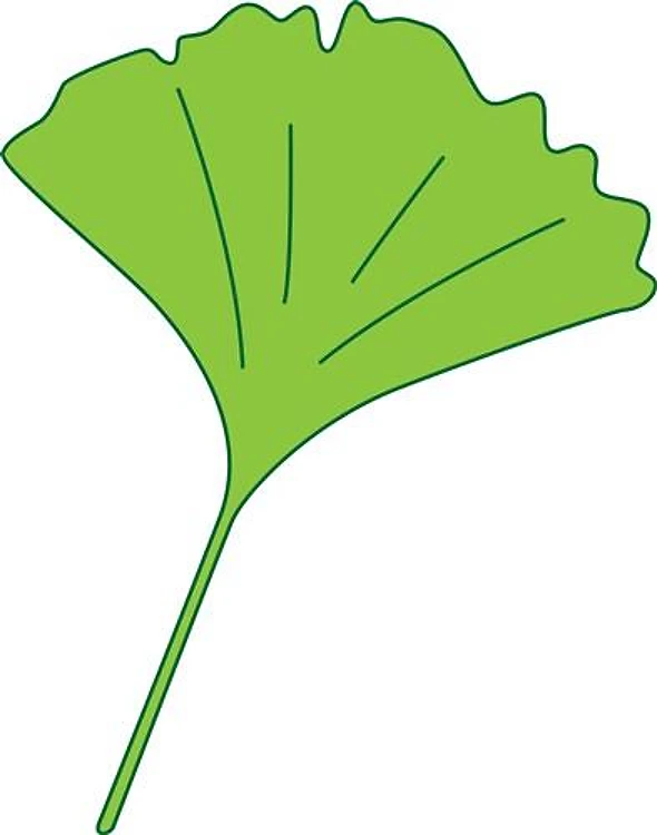 Ginkgo Leaf
