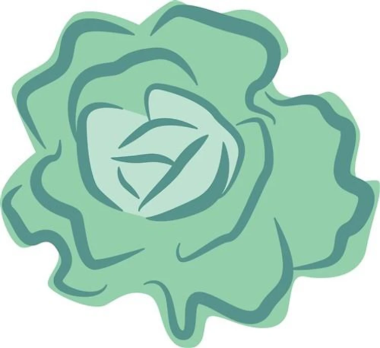 Cabbage