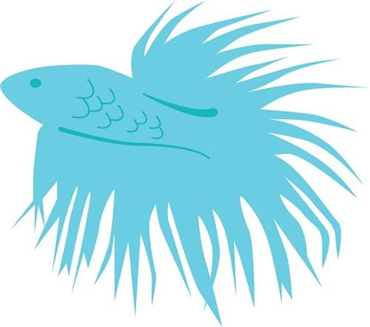 Betta Fish