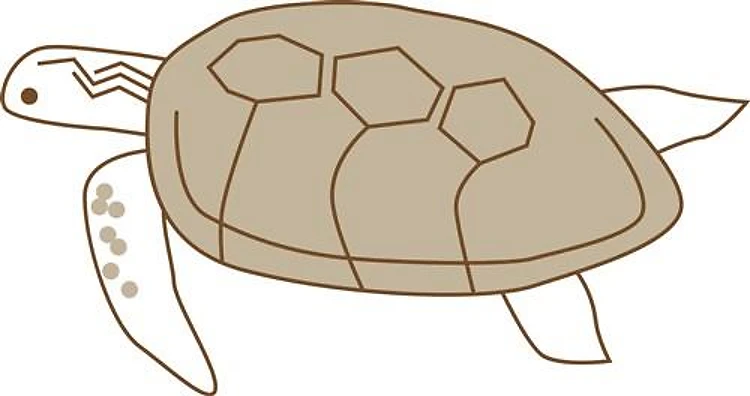 Sea Turtle