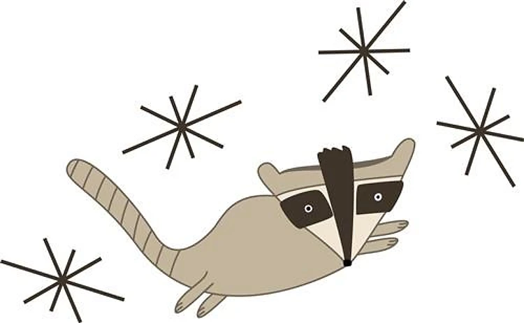 Raccoon