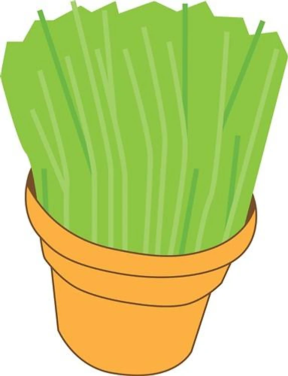 Wheat Grass