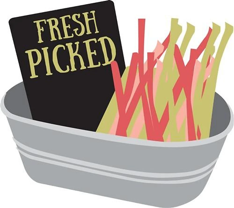 Fresh Rhubarb