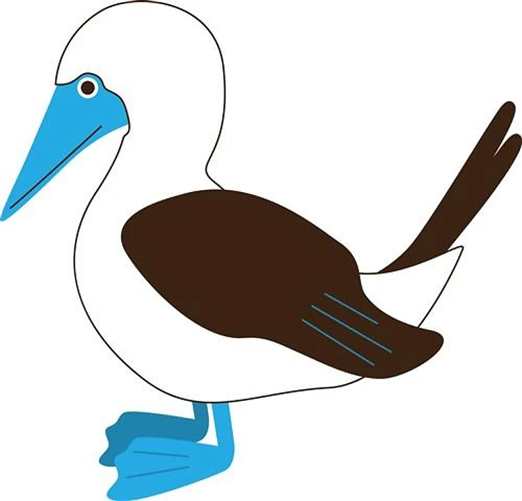 Blue Footed Booby