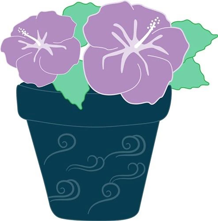 Hibiscus