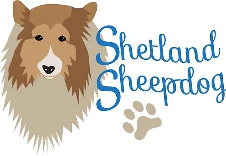 Shetland Sheepdog