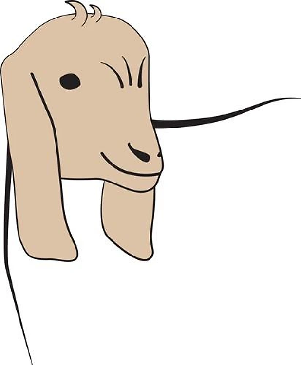 Sheep