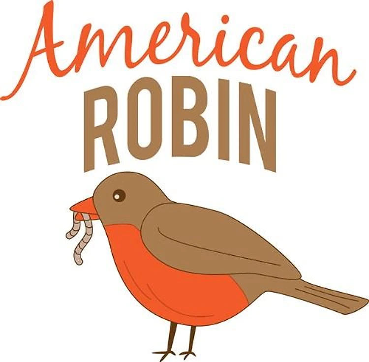 American Robin