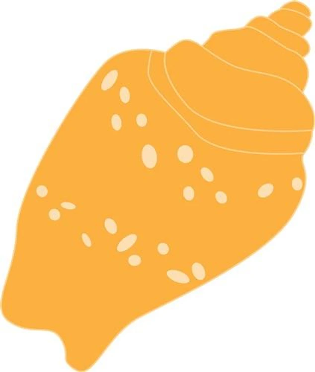 Conch Shell