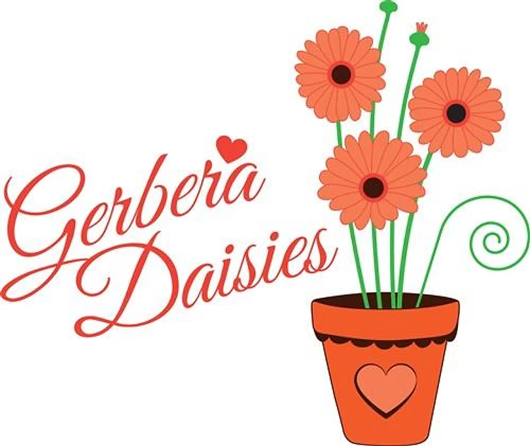 Gerbera Daisies