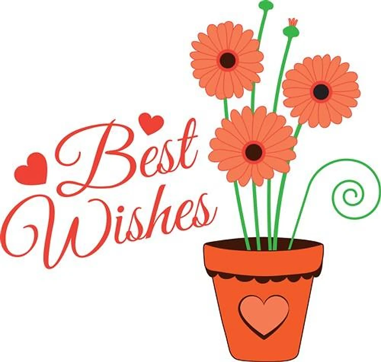Best Wishes Daisies