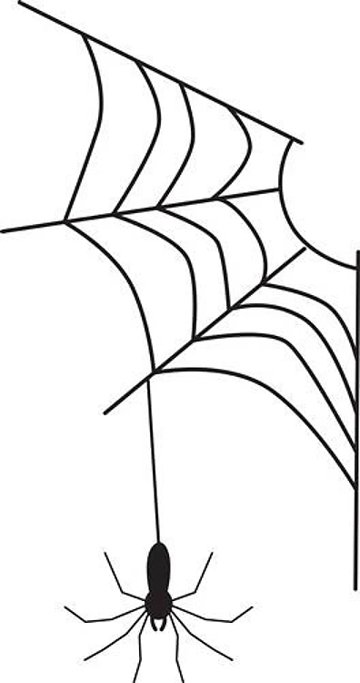 Spider Web