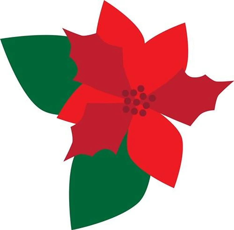 Poinsettia